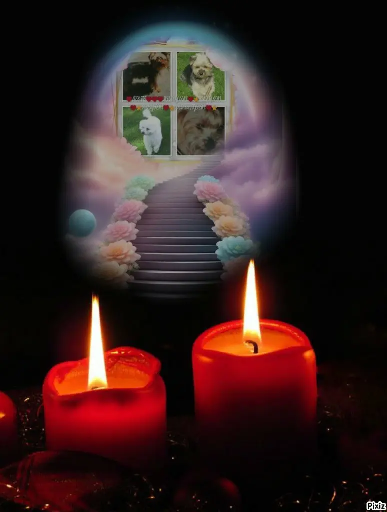 Condolence image of Tanja mit Timmy im 💘