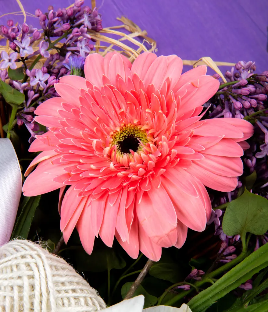 Condolence image of Für Daisy von ❤️