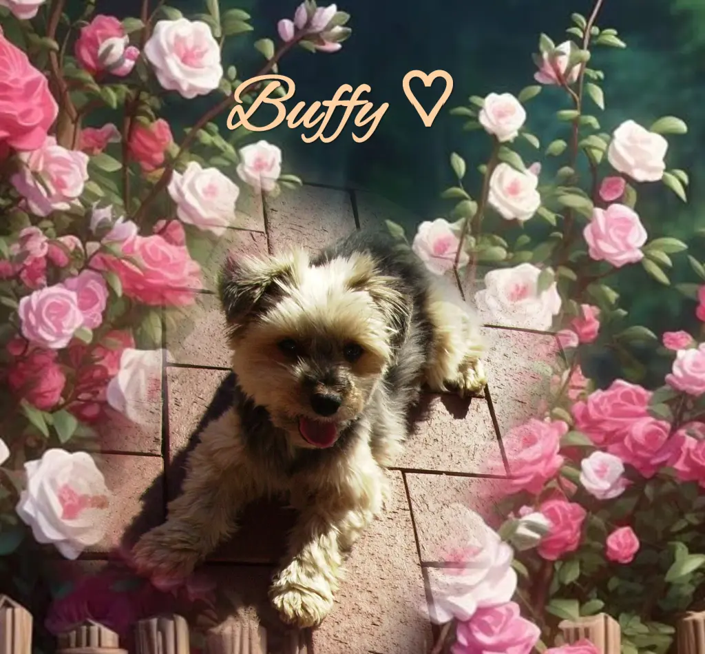 Condolence image of 🌹Never🌹ending🌹love🌹