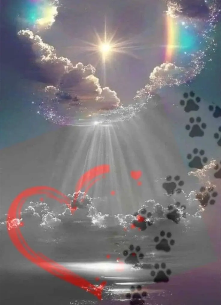 Condolence image of Für Snowy Lockenköpfchen