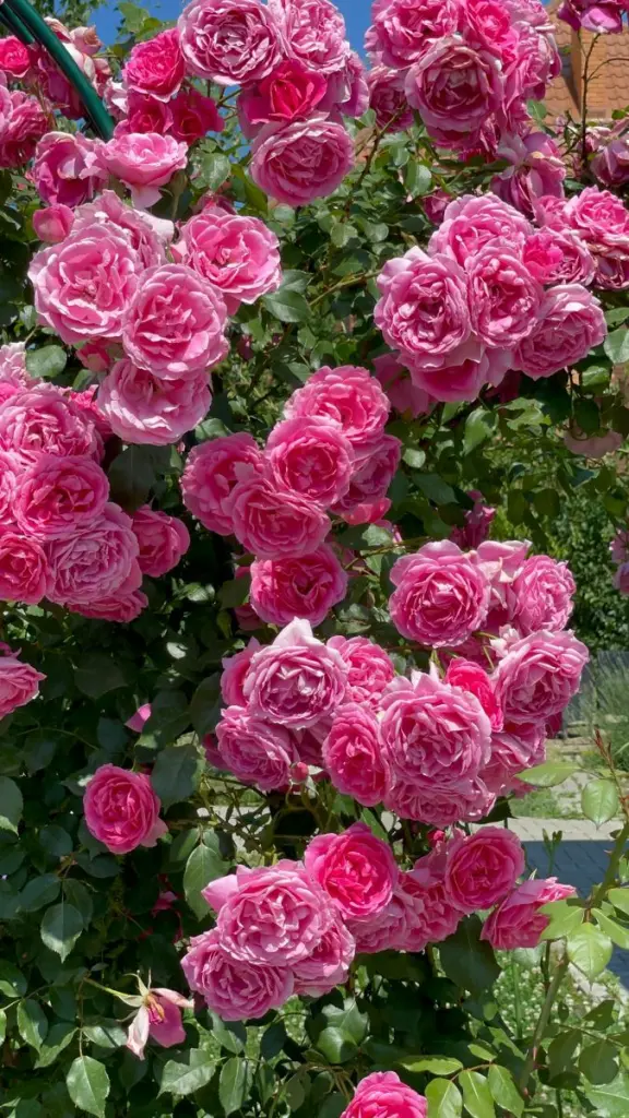 Condolence image of Christiane mit Nicky