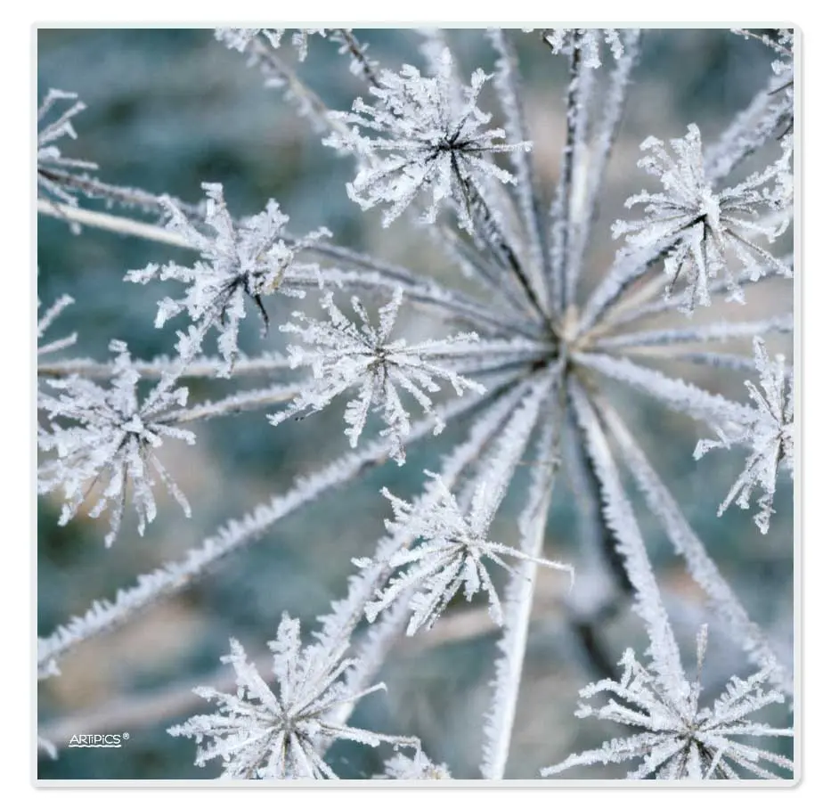 Condolence image of ⛄🌹