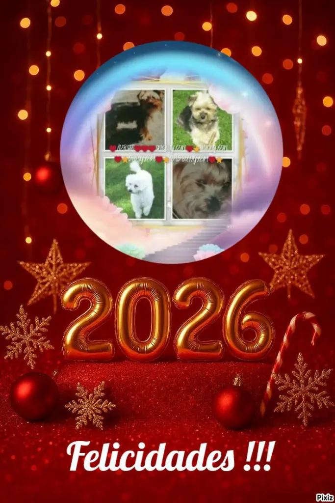 Condolence image of Tanja mit Timmy im 💘🐈🐾