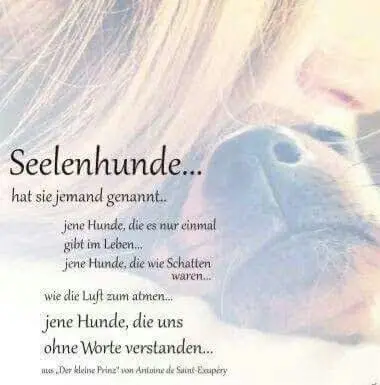 Condolence image of Petra mit Motte