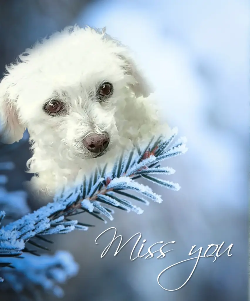 Condolence image of Immer♡ in♡meinem♡ Herzen♡