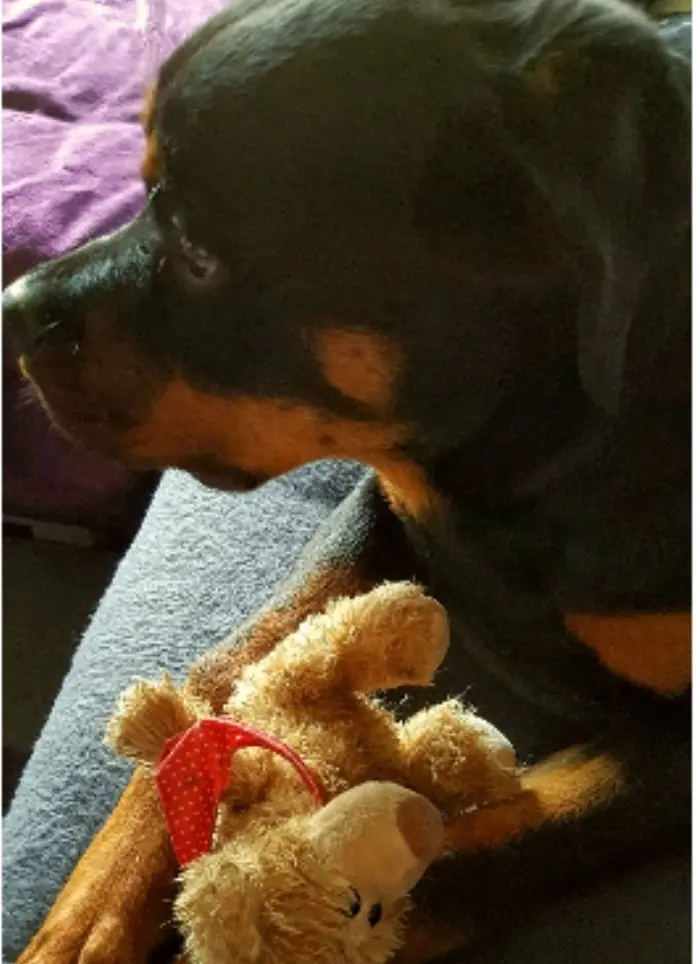 Condolence image of Big Boy ❤️für Snowylein ❤️