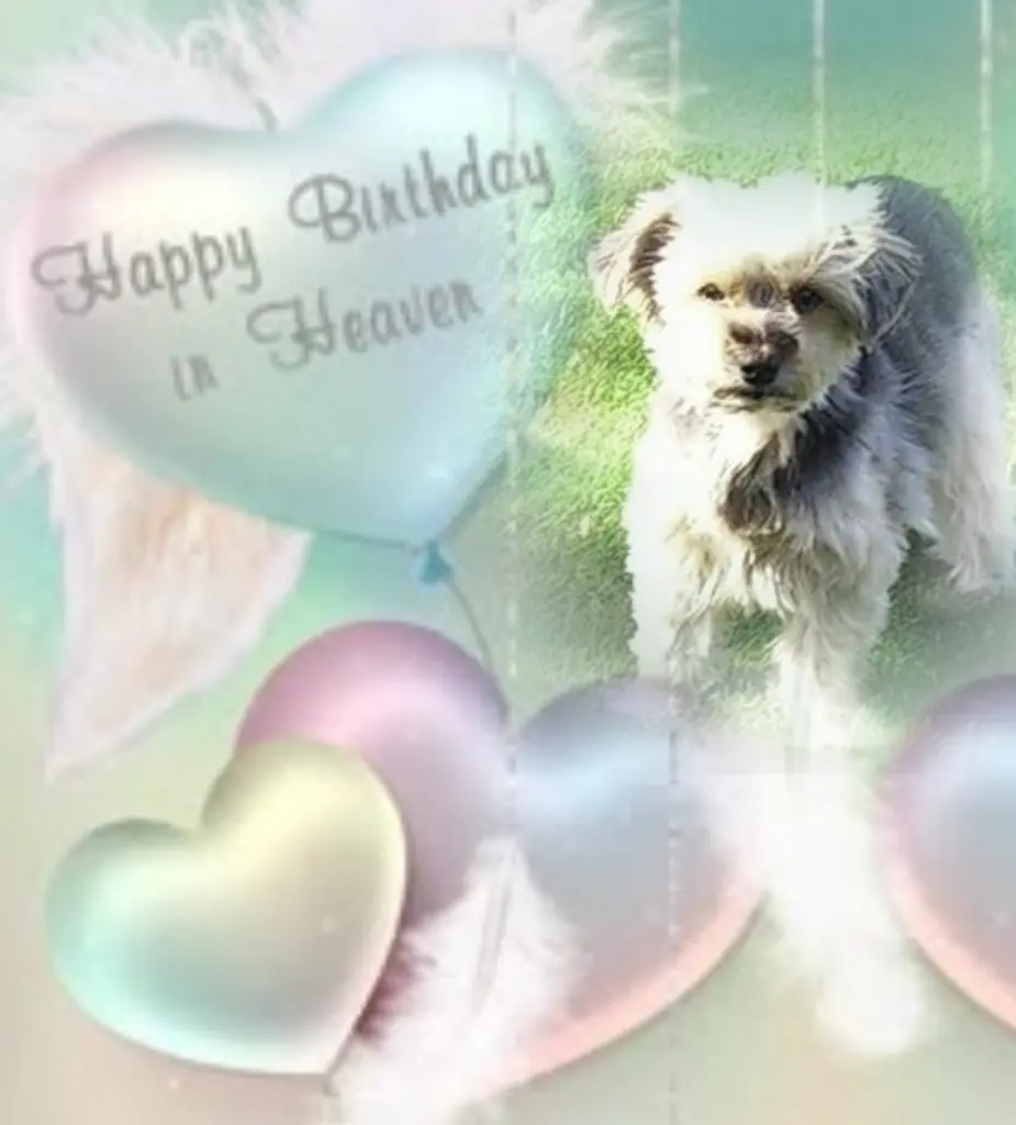 Condolence image of Für unsere treue♡ Zaubermaus🌹♡ Buffy♡ 🌹