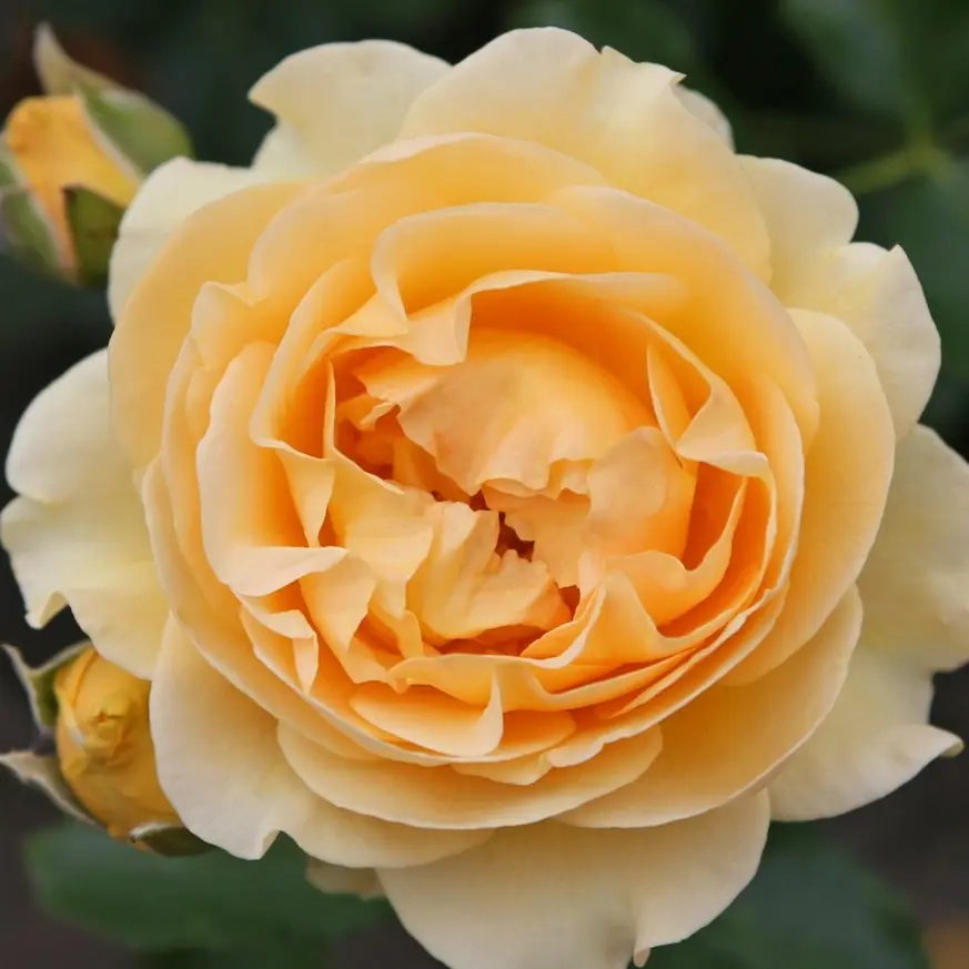 Condolence image of Cuddles