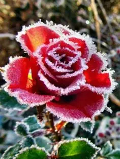 Condolence image of Amy❤️