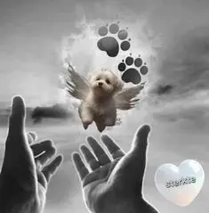 Condolence image of Für Daisy von ❤️