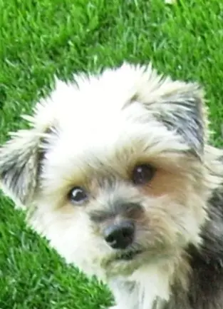 Condolence image of In liebevollem♡ Gedenken 🌹für unsere treue♡ Buffy Maus ♡