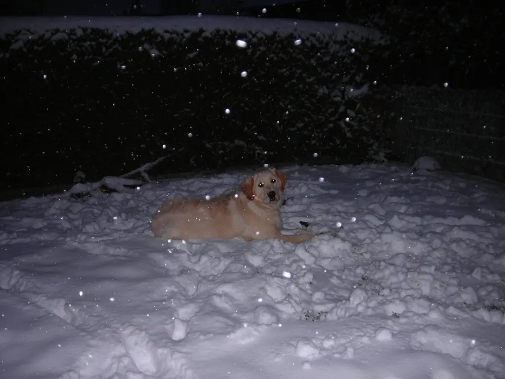 Condolence image of Peter & Christa mit Theo❤️