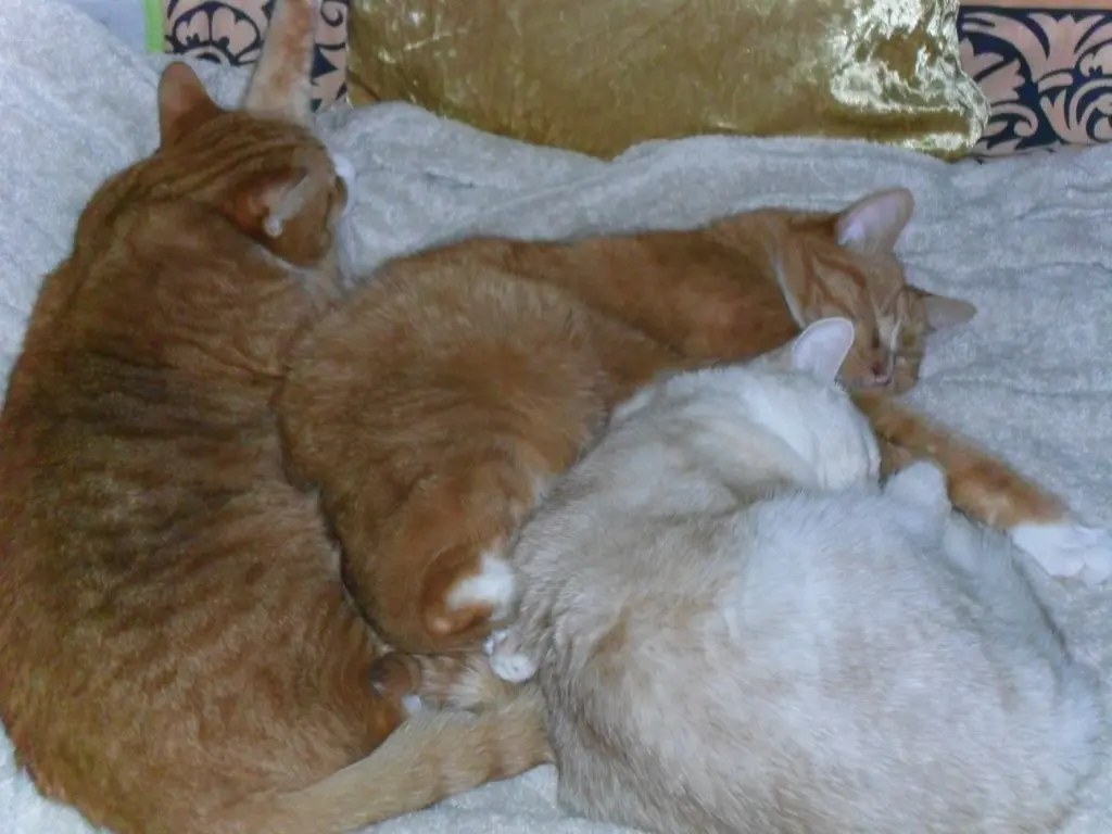 Condolence image of Beate mit Elvis im Herzen❤