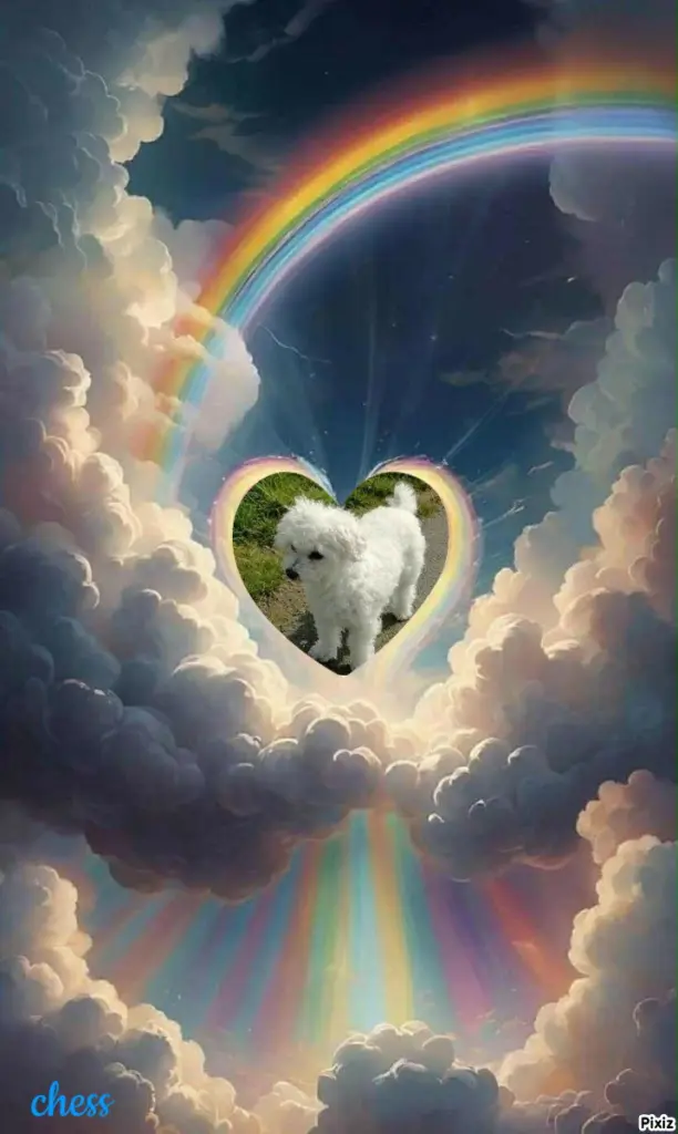 Condolence image of Tanja mit Timmy im 💘🐈🐾