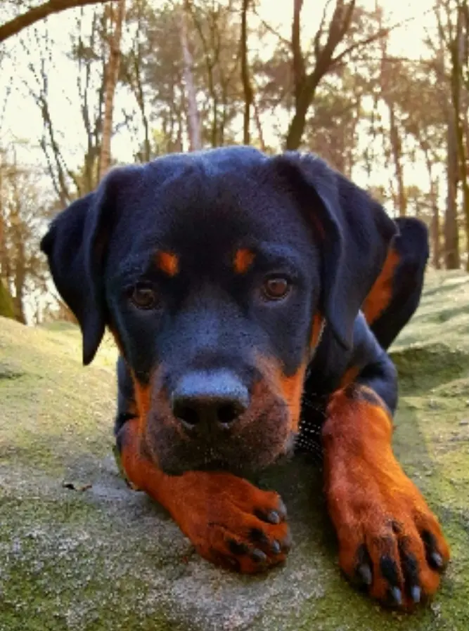 Condolence image of Big Boy ❤️