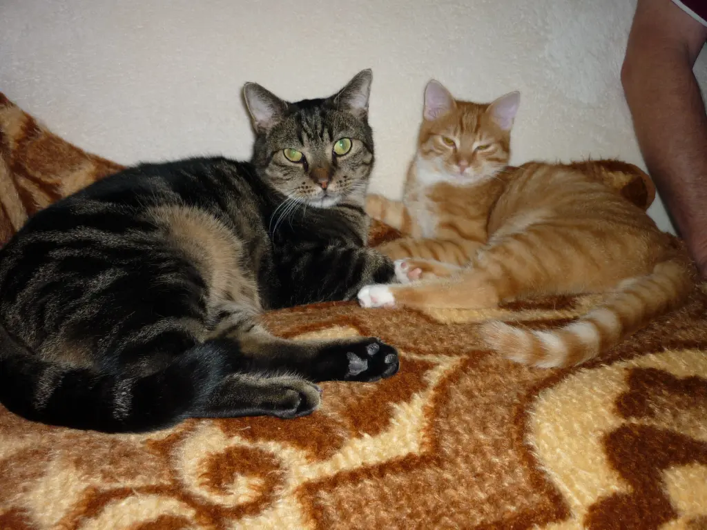 Condolence image of Komm kuscheln Snowy ❤️und dann schlafen wir schön ✨