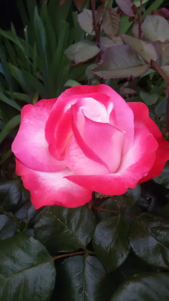 Condolence image of Nicky mit Mama