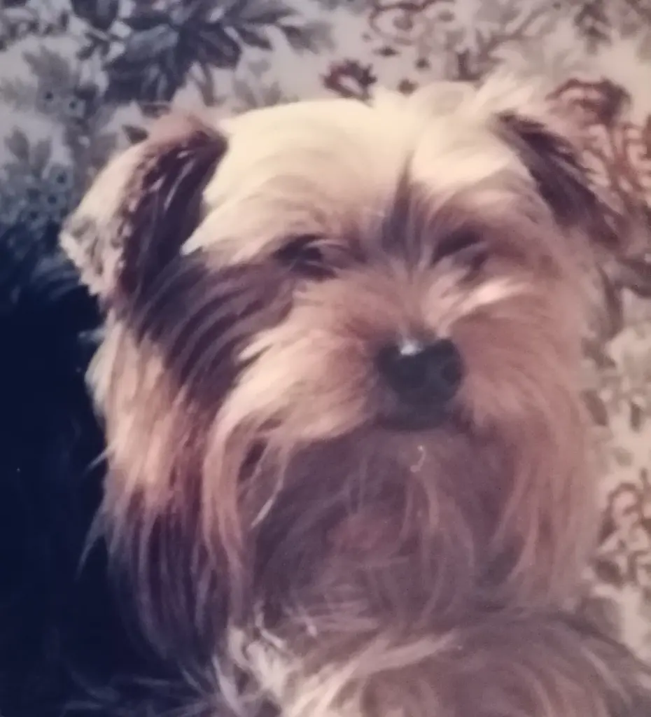 Condolence image of Immer ♡ in♡ unserem ♡Herzen ♡