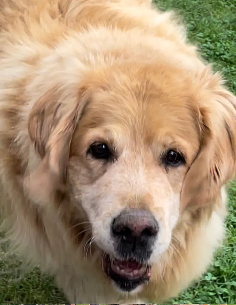 Condolence image of Angelika mit Luna 💔⭐️