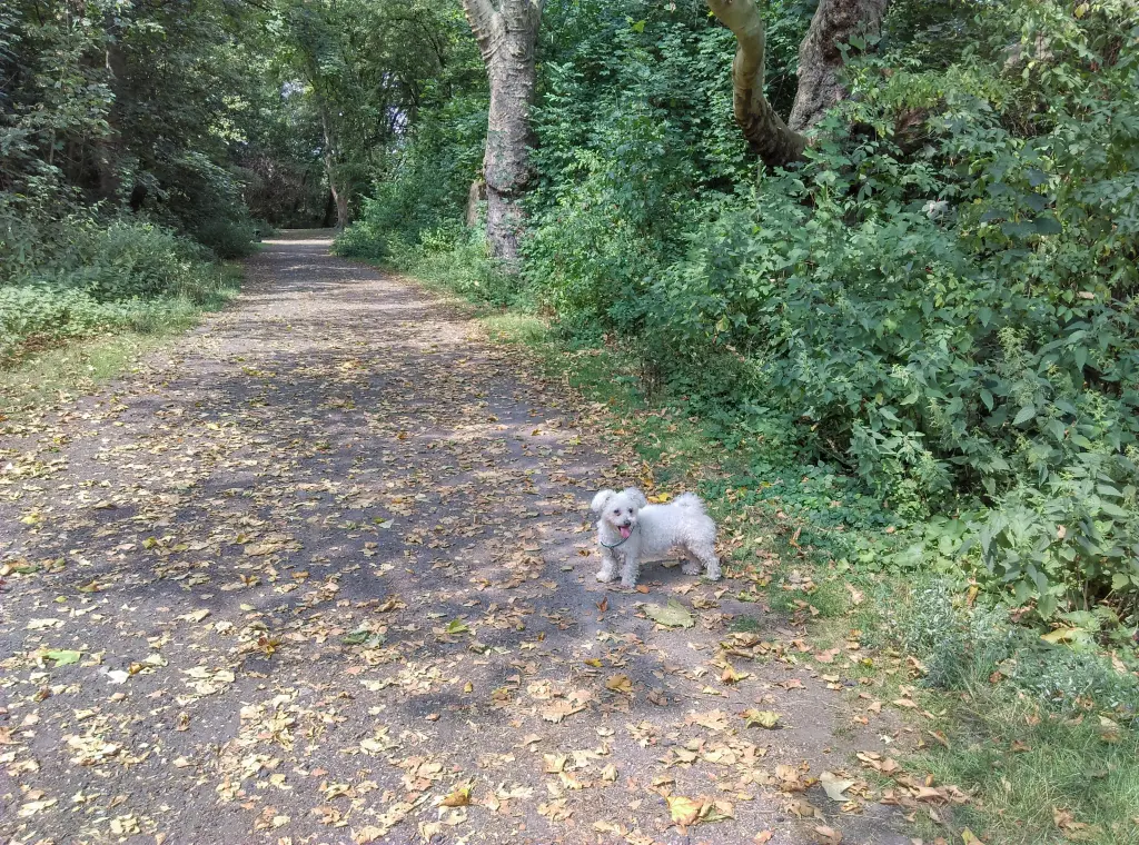 Condolence image of Dein treuer Freund Snupik ❤️