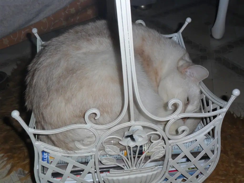 Condolence image of Danke von Priscilla❤