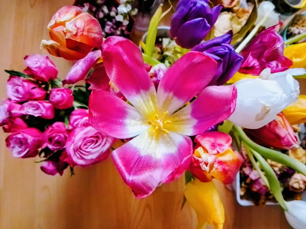 Condolence image of Dein treuer Freund Snupik ❤️