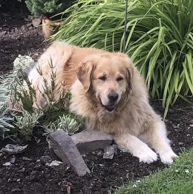 Condolence image of Angelika mit Luna 💔⭐️