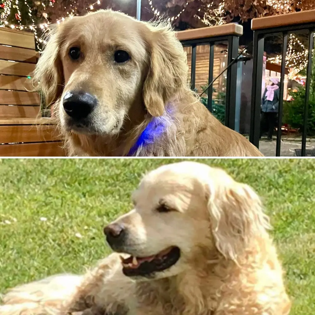 Condolence image of für Snowy ❤️