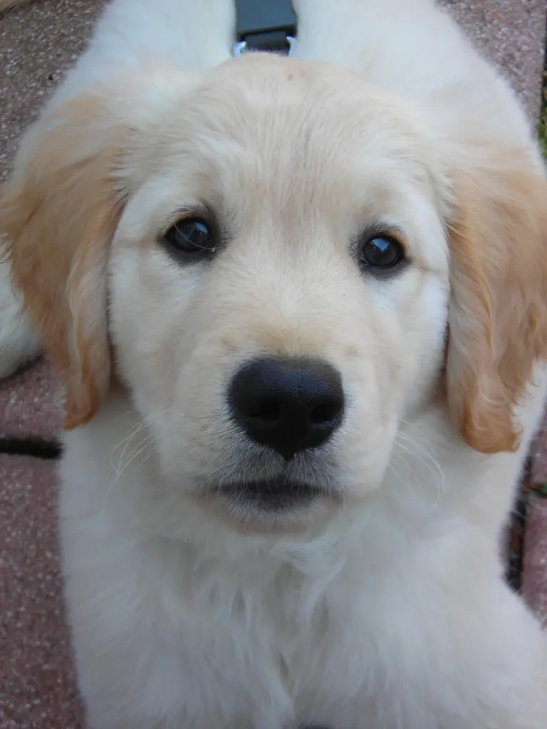 Condolence image of Peter & Christa mit Theo💕
