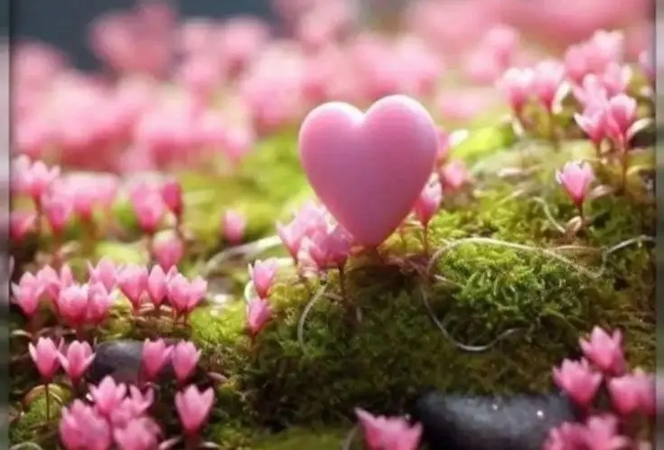 Condolence image of Amy 💖für Snowy 💖