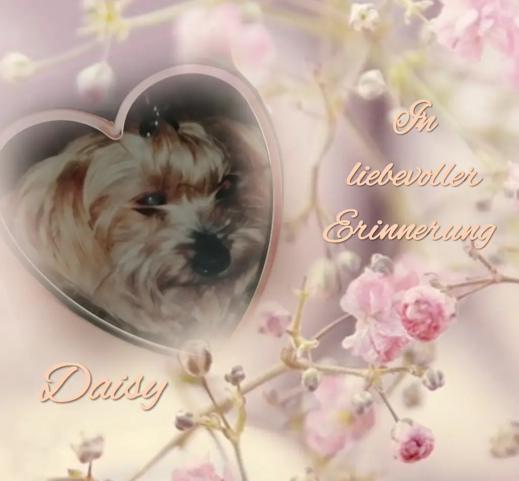 Condolence image of Licht &Liebe🌹♡🌹  für ♡unsere treue Zaubermaus Daisy♡  🌹