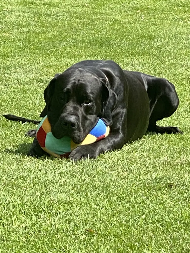 Condolence image of Danke ❤️