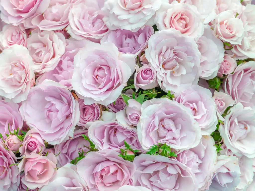 Condolence image of Valentinsröschen von Corinna &Co.💜