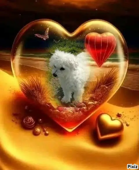 Condolence image of Tanja mit Timmy im 💘🐈🐾