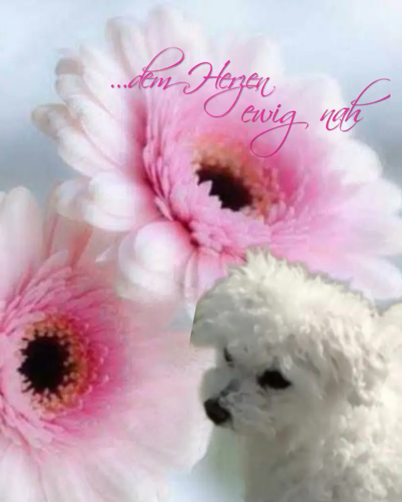 Condolence image of Snowy♥️ geliebt♥️ und unvergessen♥️