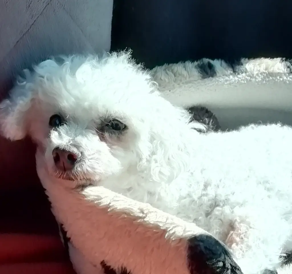 Condolence image of Immer ♡ in♡meinem ♡Herzen ♡