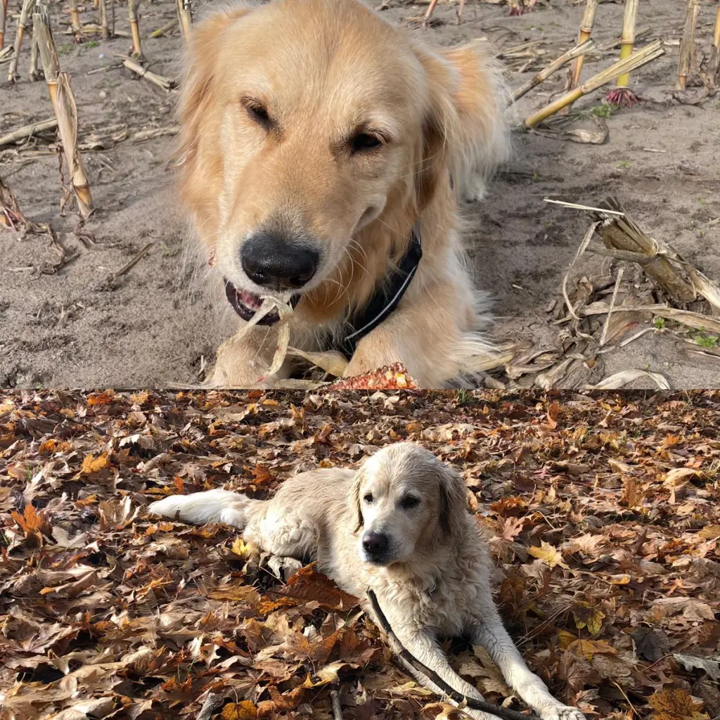 Condolence image of für Snowy ❤️