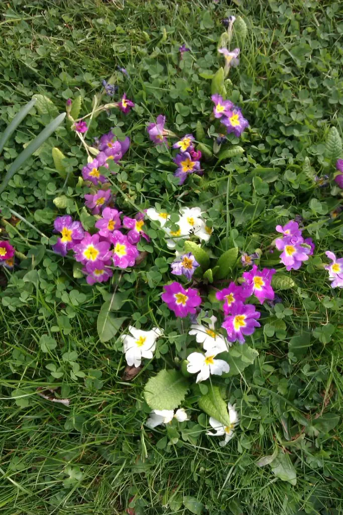 Condolence image of Mona ❤️ für Micky❤️