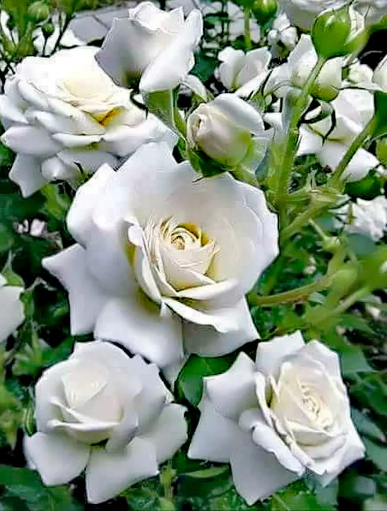 Condolence image of Für Micky, dem Auge fern dem Herzen ewig nah