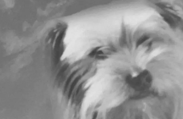 Condolence image of 🌹♡  Licht & Liebe♡ 🌹 für unseren Micky Schatz ♡ 🌹