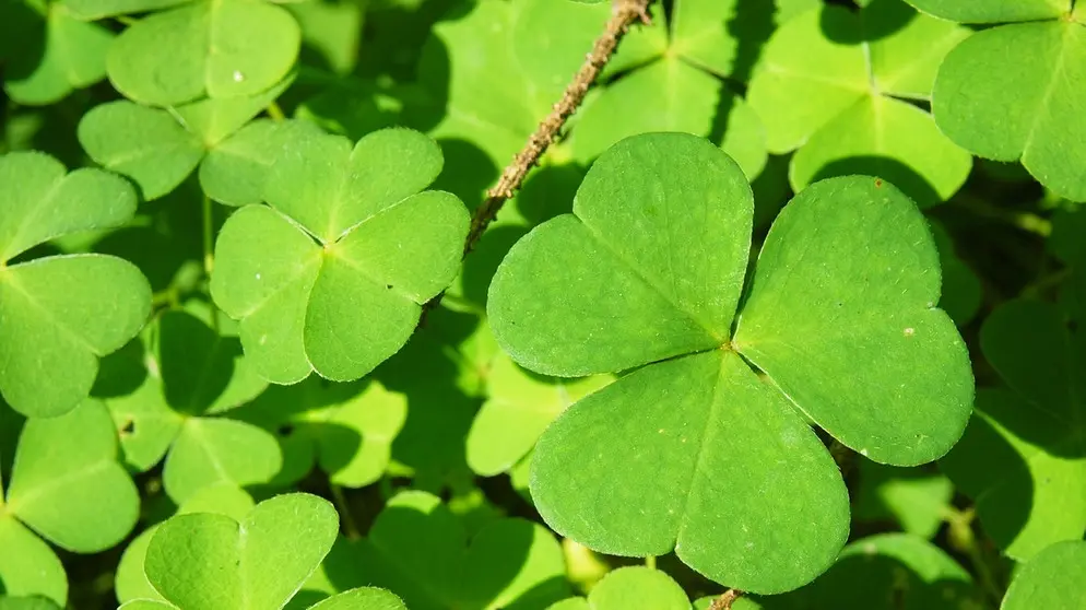 Condolence image of 🐾 Ronny und Mucky🐾