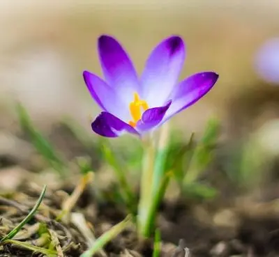 Condolence image of Mona❤️