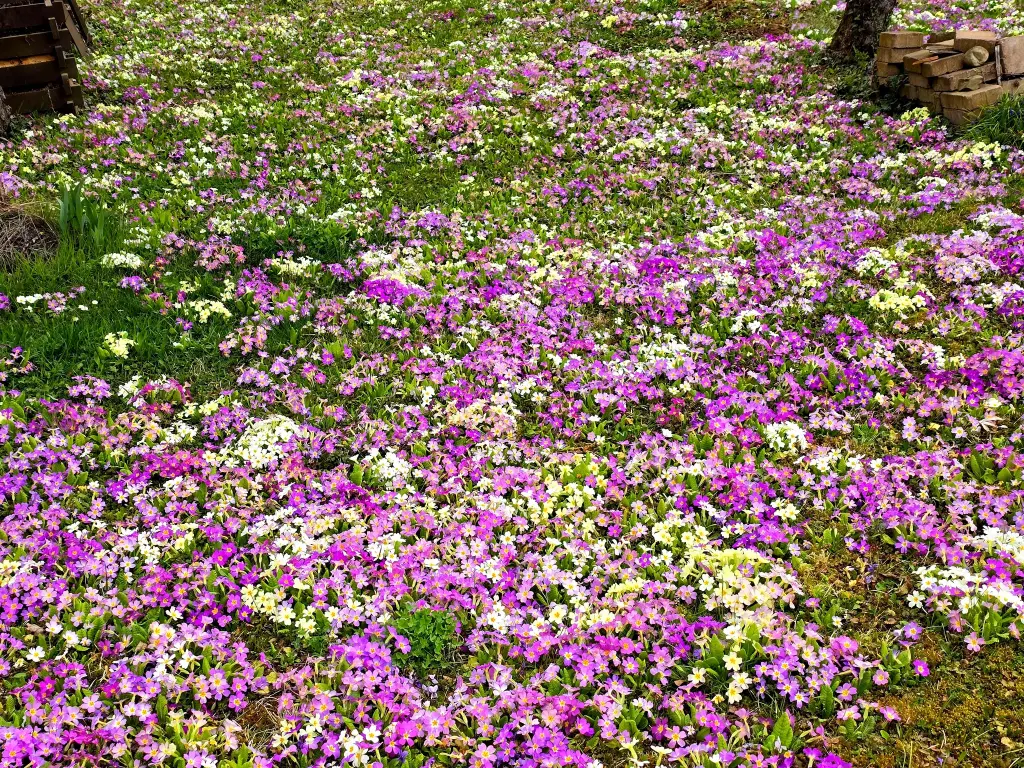 Condolence image of 🕊️