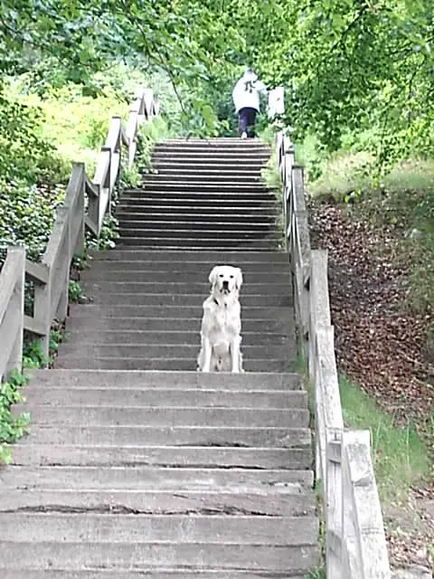 Condolence image of für Snowy ❤️