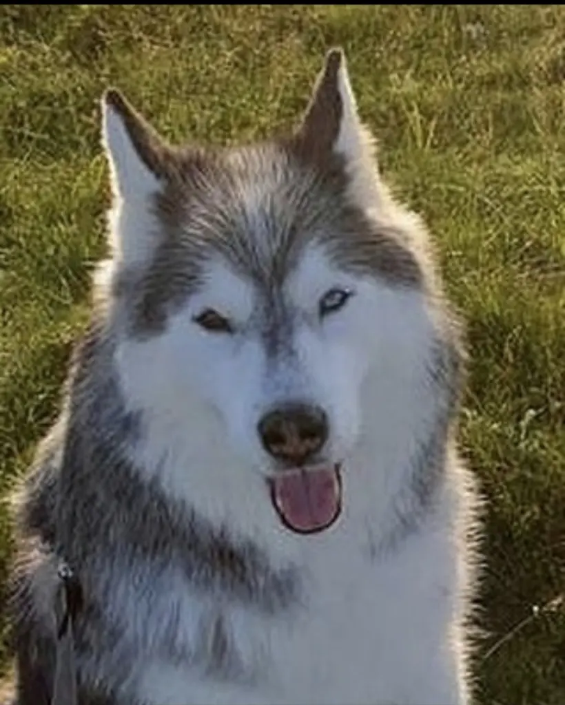 Condolence image of Jörg und Sabine mit Yukon tief im Herzen ❤️