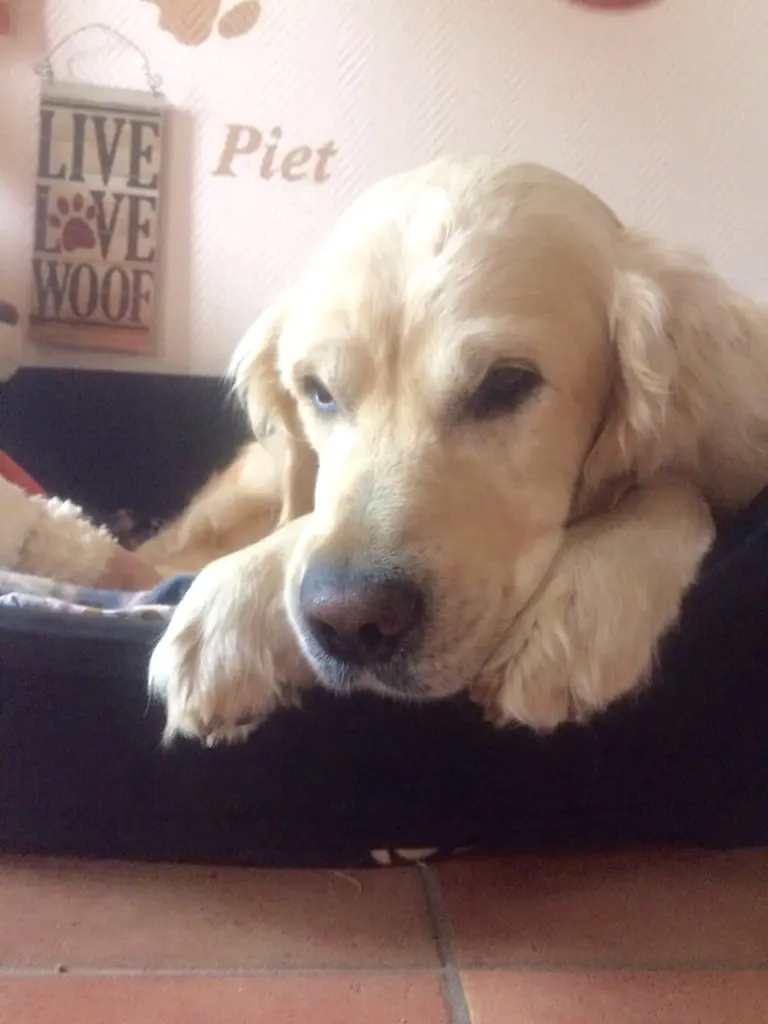 Condolence image of Piet ♥️♥️, Freddi ♥️♥️ und Andy ♥️♥️