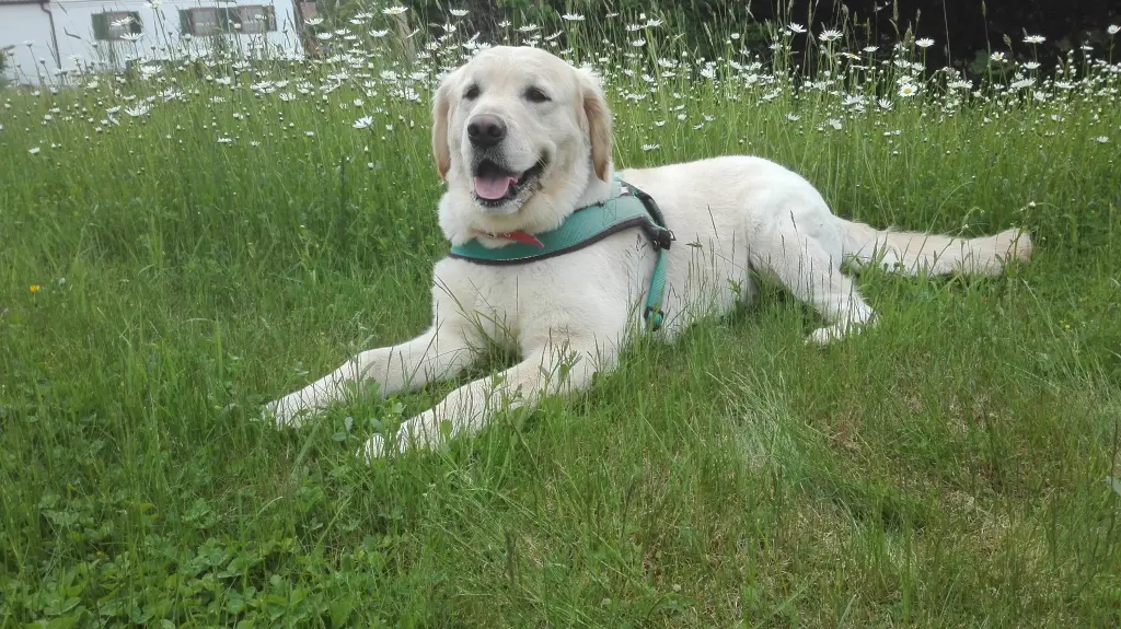 Condolence image of Peter & Christa mit Theo💞