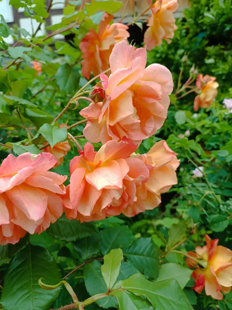 Condolence image of C.mit Skylar ❤️ ganz tief im ❤️