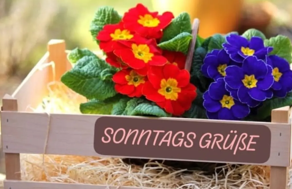 Condolence image of Mona ❤️ein Herz für Snowy ❤️