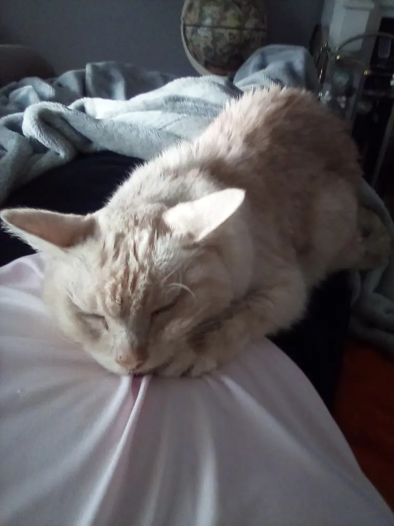 Condolence image of Beate mit Elvis, Baby, Presley und Priscilla im Herzen❤❤❤❤